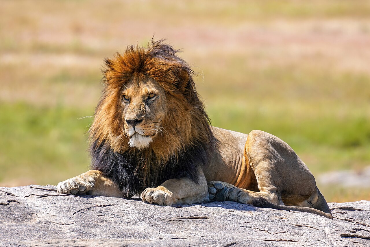 Lion Pride